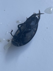 Hydrophilus triangularis