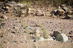 Callisaurus draconoides