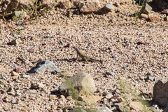 Callisaurus draconoides