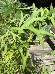 Ipomoea sagittata