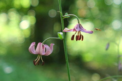 Lilium martagon