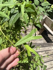 Ipomoea sagittata