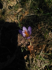 Crocus serotinus