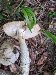 Amanita strobiliformis