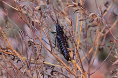 Monistria pustulifera