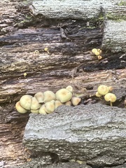 Hypholoma subviride