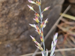 Melinis repens
