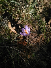Crocus serotinus