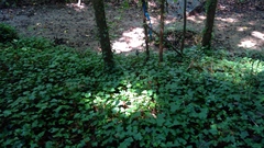 Menispermum canadense