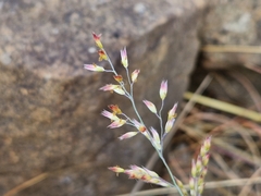 Melinis repens