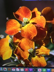 Erysimum capitatum