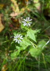 Stellaria aquatica