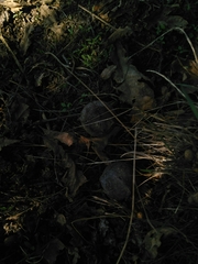 Andricus quercustozae