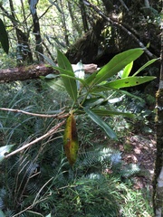 Rhododendron pseudochrysanthum
