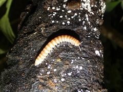 Diplopoda