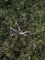 Colchicum montanum