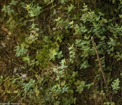 Peperomia tetraphylla
