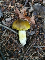 Tricholoma equestre