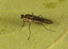 Clinocera stagnalis
