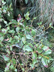 Rhododendron mariesii