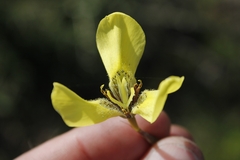 Moraea bellendenii