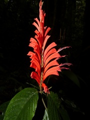 Stenostephanus