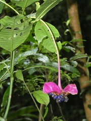 Palicourea correae