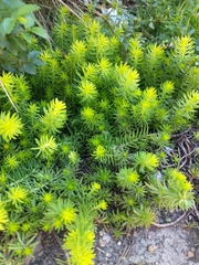 Euphorbia cyparissias