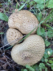 Scleroderma citrinum