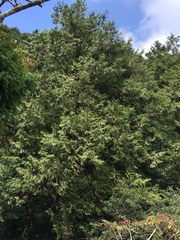 Chamaecyparis formosensis