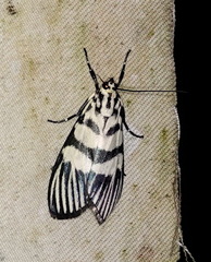 Heortia vitessoides