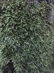 Homalia trichomanoides