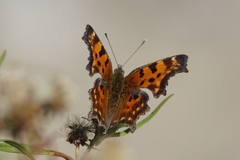 Polygonia faunus