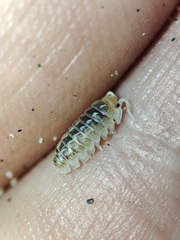 Armadillidium album
