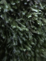 Homalia trichomanoides