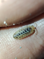Armadillidium album