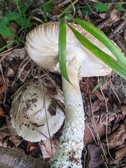 Amanita strobiliformis