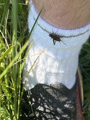 Allonemobius fasciatus