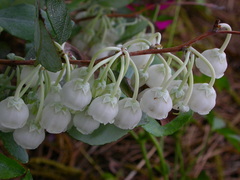 Zenobia pulverulenta