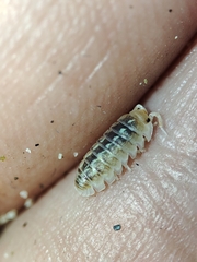 Armadillidium album