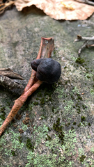 Daldinia concentrica