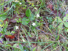 Gentiana douglasiana