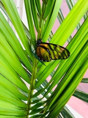 Dircenna kolijkensis