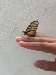 Dircenna kolijkensis