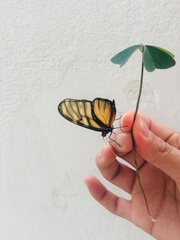 Dircenna kolijkensis