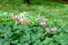 Lilium martagon