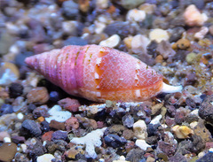 Swainsonia ocellata