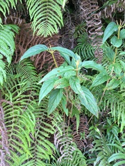 Viburnum urceolatum