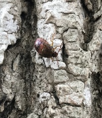 Podisus maculiventris