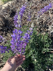 Lupinus